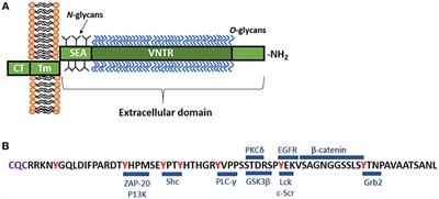 The Role of the Cell Surface Mucin MUC1 as a Barrier to Infection and Regulator of Inflammation
